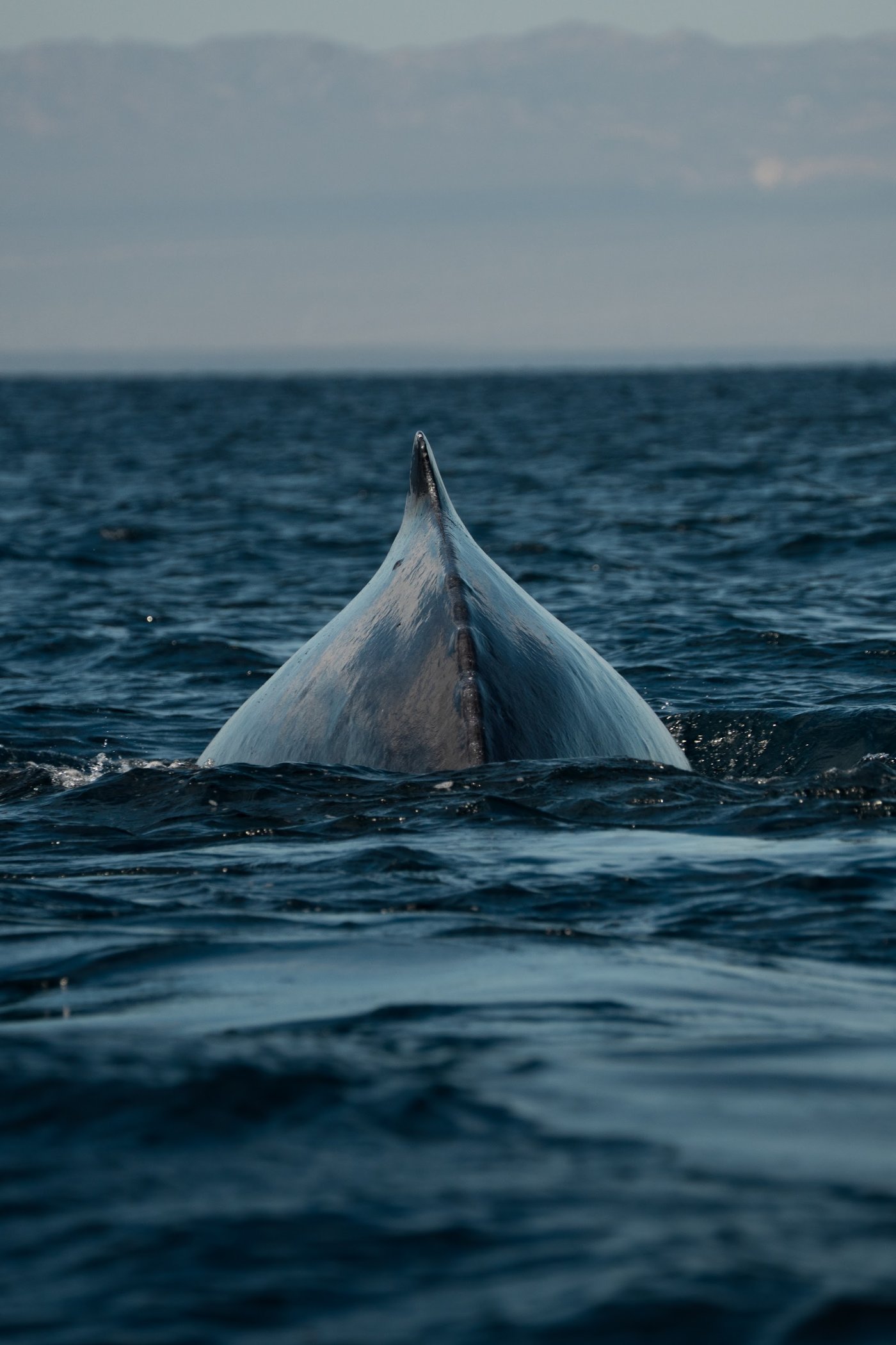 A whale tail in the Sea of Cortez